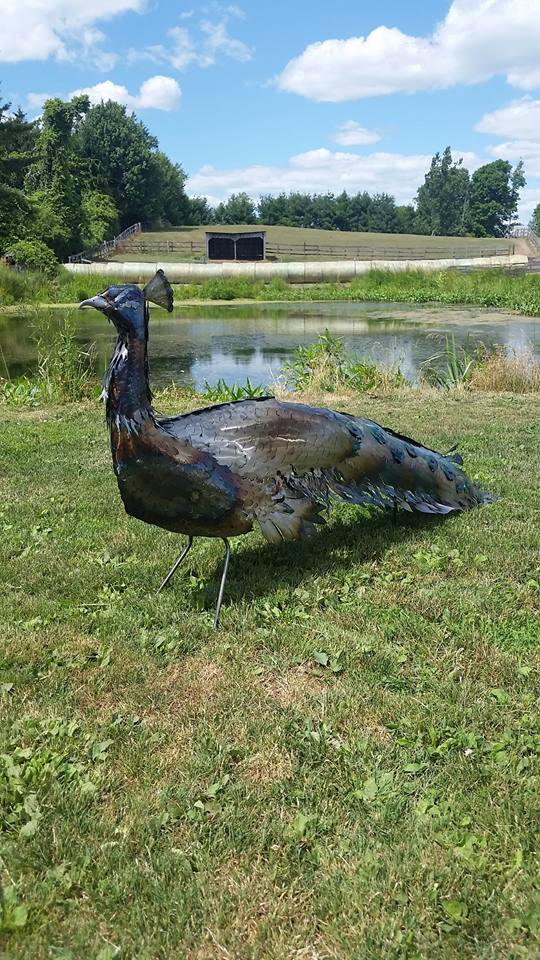 peacock metal steel custom by ImagineMetalArt